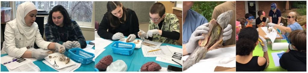 Featured Class: Spring Dissection Lab – CLEAN Compass Homeschool Enrichment