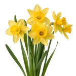 Last Chance: Spring Fling Father-Daughter Dance